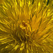 A Deluge Of Dandelions!!