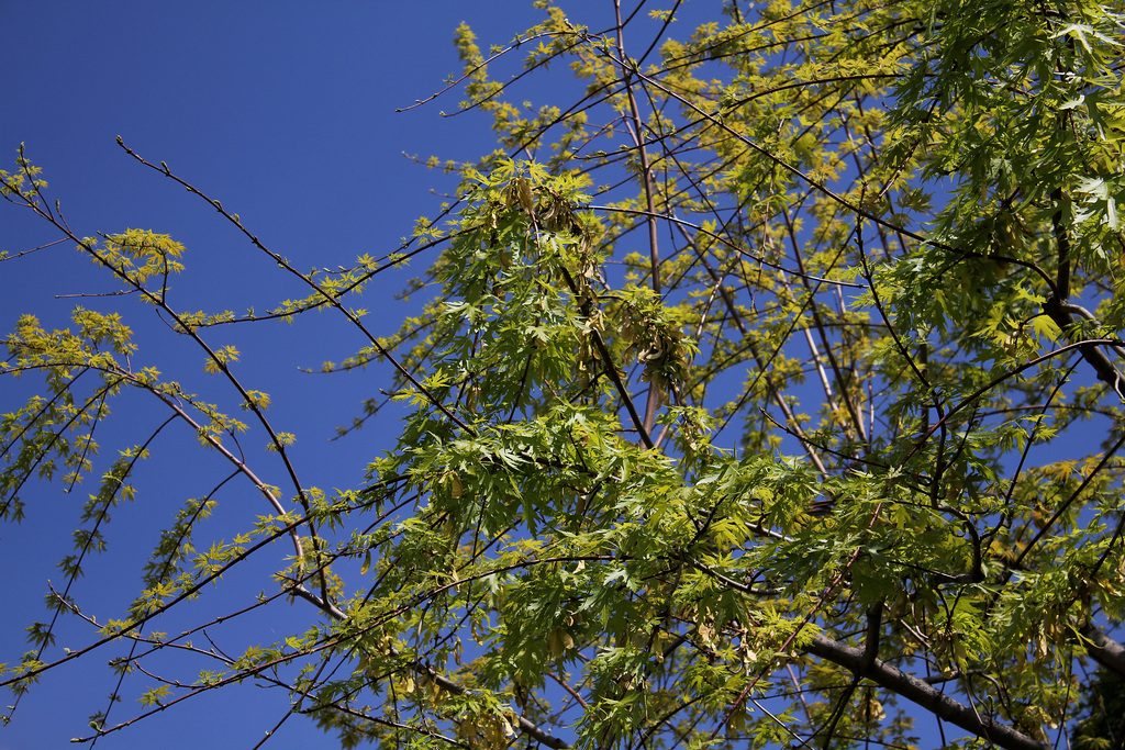 Acer saccharinum (2)