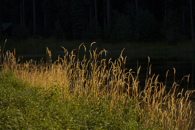 Grassy Edge of Darkness