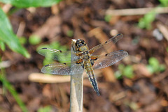 Four-spotted Chaser m (Libellula quadrimaculata)