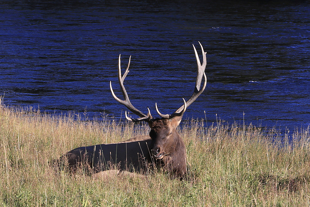 Bull Elk