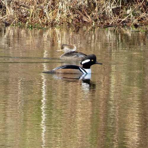 Hooded mergansers