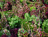 Coleus