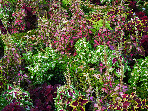 Coleus