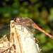 Heidelibelle beim Sonnenbaden