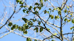 20200404 7044CPw [D~LIP] Gemeine Hasel (Corylus avellana), Bad Salzuflen