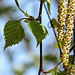 20200408 7093CPw [D~MI] Birke (Betula pendula), Großes Torfmoor, Hille