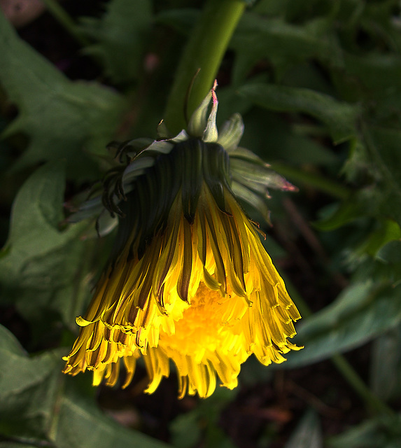 Dandelion