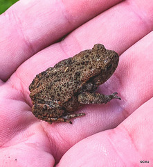 ON the entire 6.3 miles apart from sheep the only wildlife spotted this morning was this little fellow