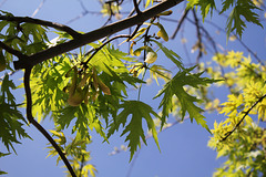 Le printemps d' Acer saccharinum , érable à sucre