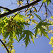 Le printemps d' Acer saccharinum , érable à sucre