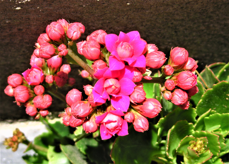 Kalanchoe