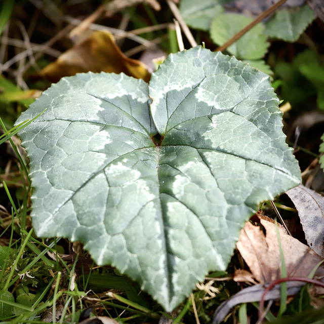 Cyclamen