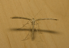 IMG 1504 Common Plume Moth-2