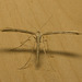 IMG 1504 Common Plume Moth-2