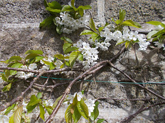 SoS[25] - Cherry blossom {1 of 8}