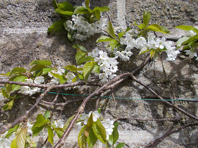 SoS[25] - Cherry blossom {1 of 8}