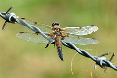 Four-spotted Chaser m (Libellula quadrimaculata) 09