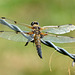 Four-spotted Chaser m (Libellula quadrimaculata) 09