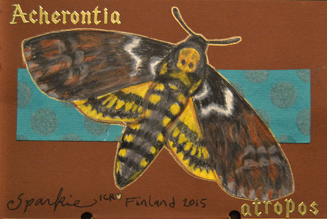 Death's-head Hawk moth