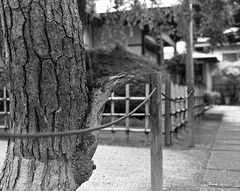 Trunk of a pine tree