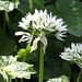 The wild garlic flowers. Such a pretty flower