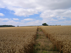 Footpath across the fields towards Grange Farm