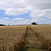 Footpath across the fields towards Grange Farm
