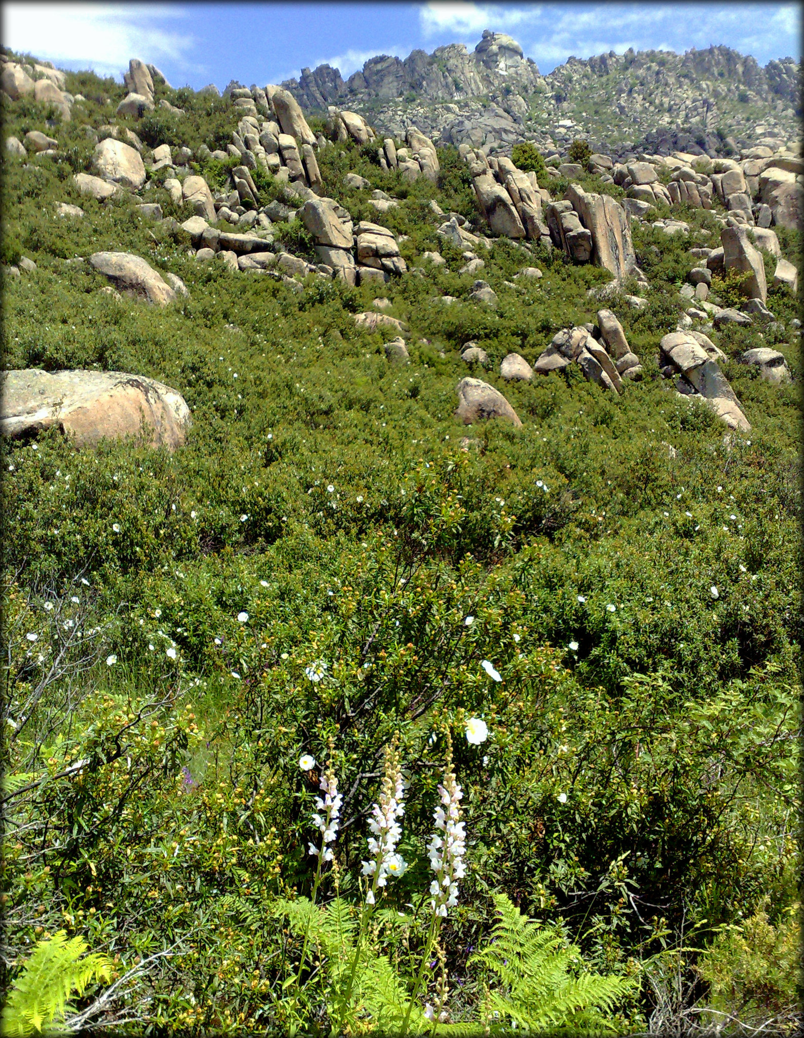 Asphodel and granite