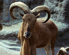Mountain Goat - London Zoo, May 1980