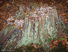 A Fungi Volcano ( or "There's not mushroom on this stump")