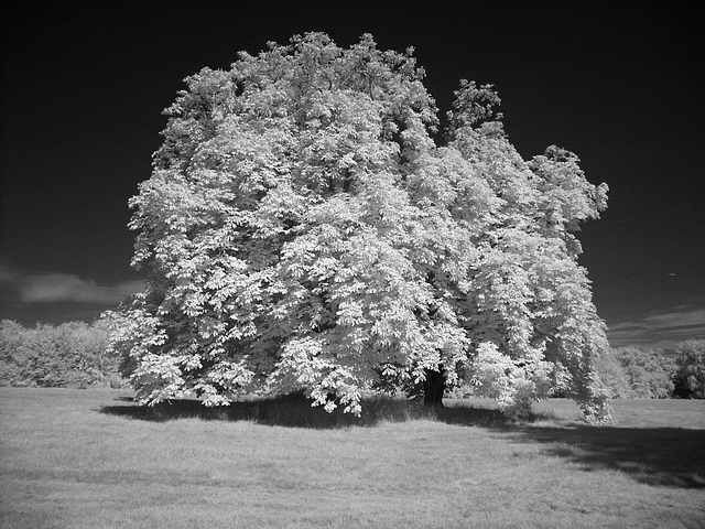 Arundel Park