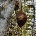20200408 7094CPw [D~MI] Birke (Betula pendula), Kokosnuss-Vogelfutter, Großes Torfmoor, Hille