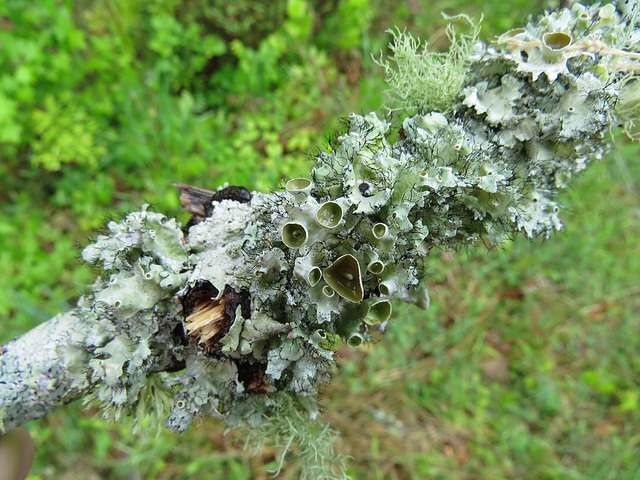 Lichens