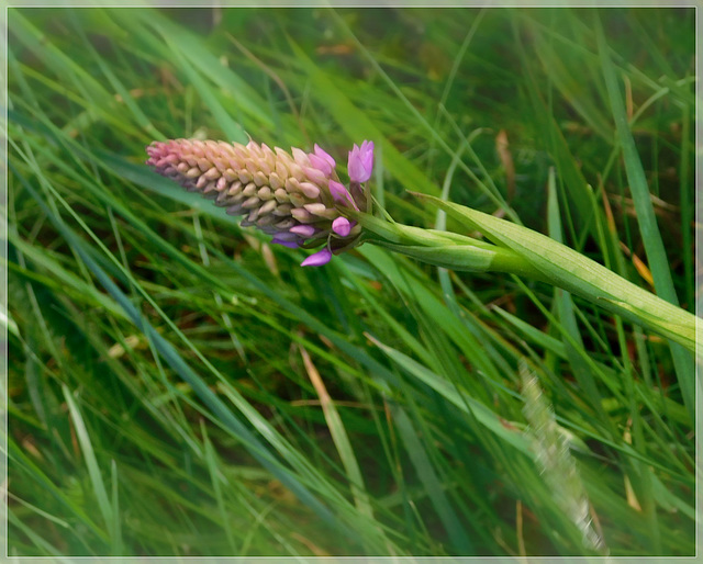 Orchis pyramidal avec effet de mon appareil photo