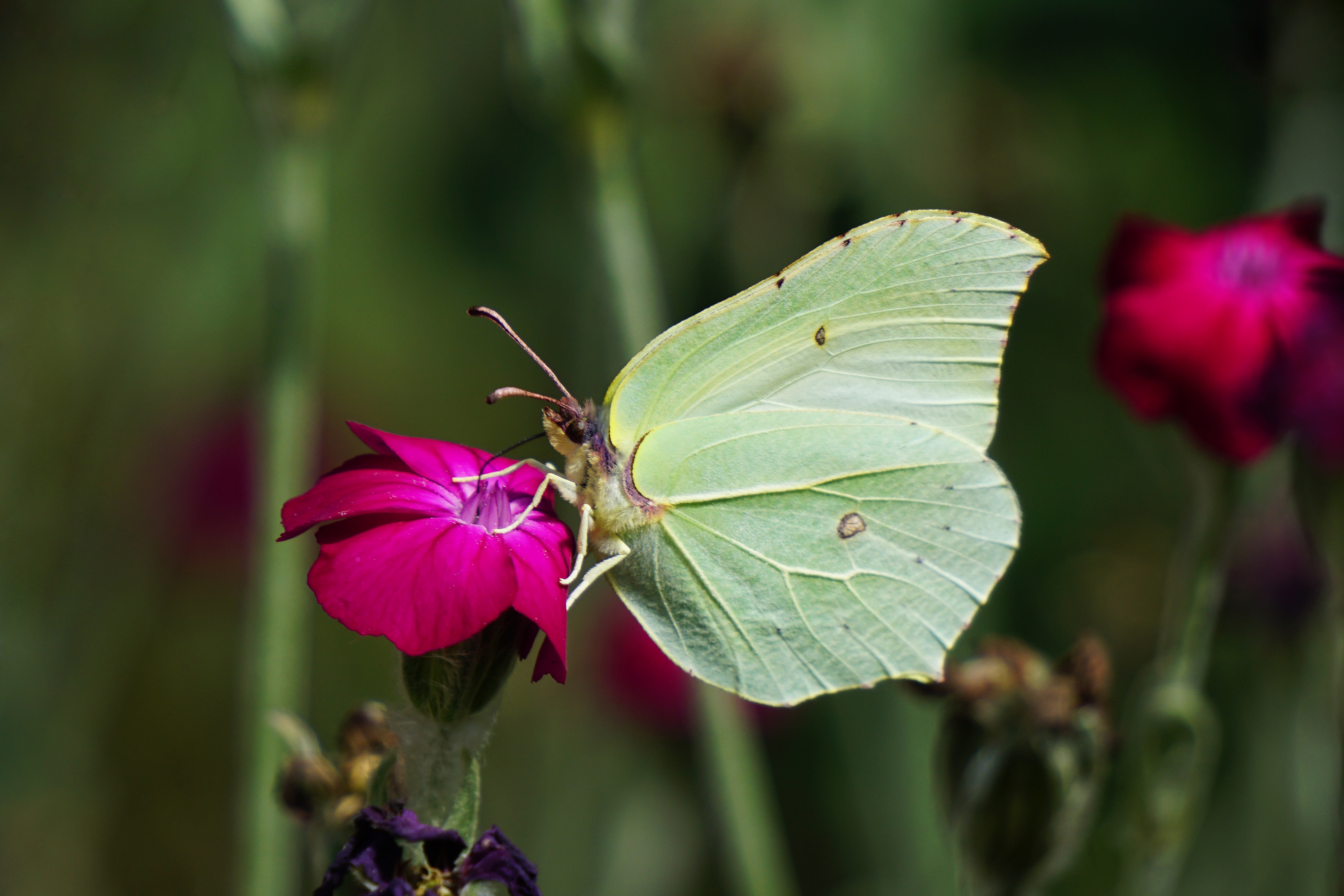 Im Moment zu sehen: Zitronenfalter (Gonepteryx rhamni) - To be seen at the moment : common brimstone (Gonepteryx rhamni) - PiP