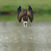 Osprey dive
