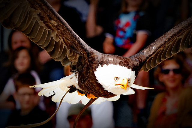 Seeadler im Anflug