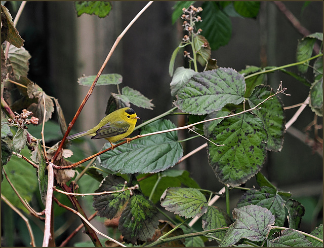 Mr Wilson's warbler visits