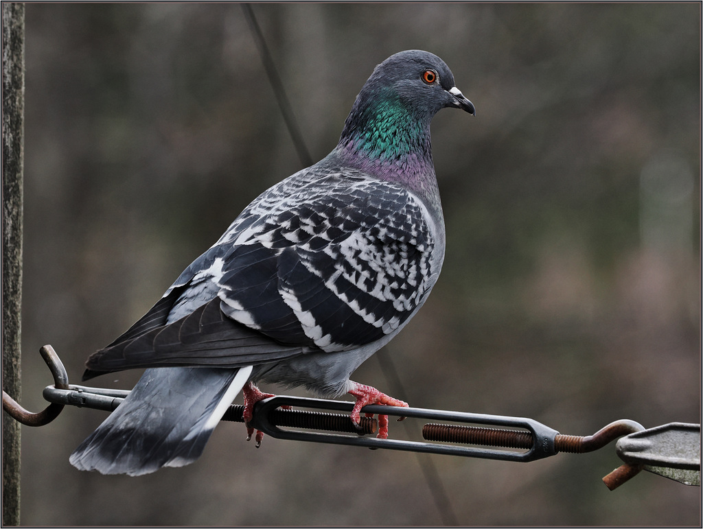 Pigeon on the screw