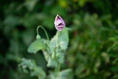 Die erste Mohnblüte wacht auf...