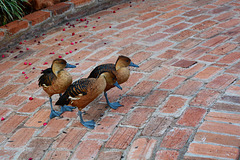 Zimbabwe, Three Ducks with a Blue Bill and Blue Feet in the Pioneers Lodge