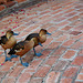 Zimbabwe, Three Ducks with a Blue Bill and Blue Feet in the Pioneers Lodge