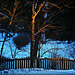 Golden Hour on the Fence