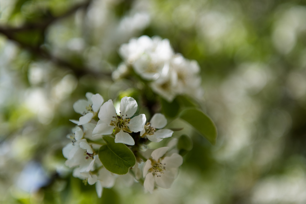 Frühling