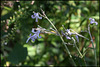 Clematis stans