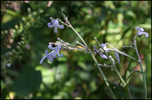 Clematis stans