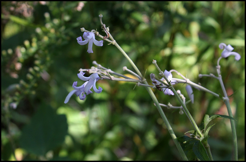 Clematis stans