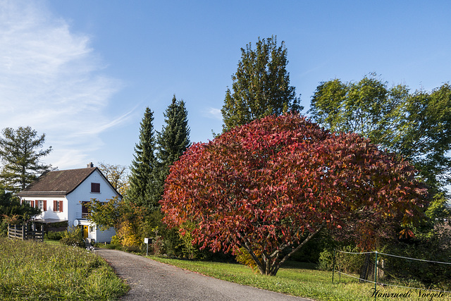 Herbstfarben 1