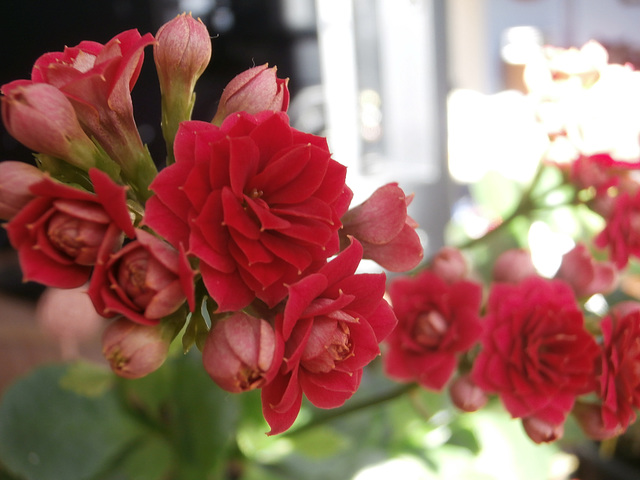 A lovely red flower - can't think of its name!